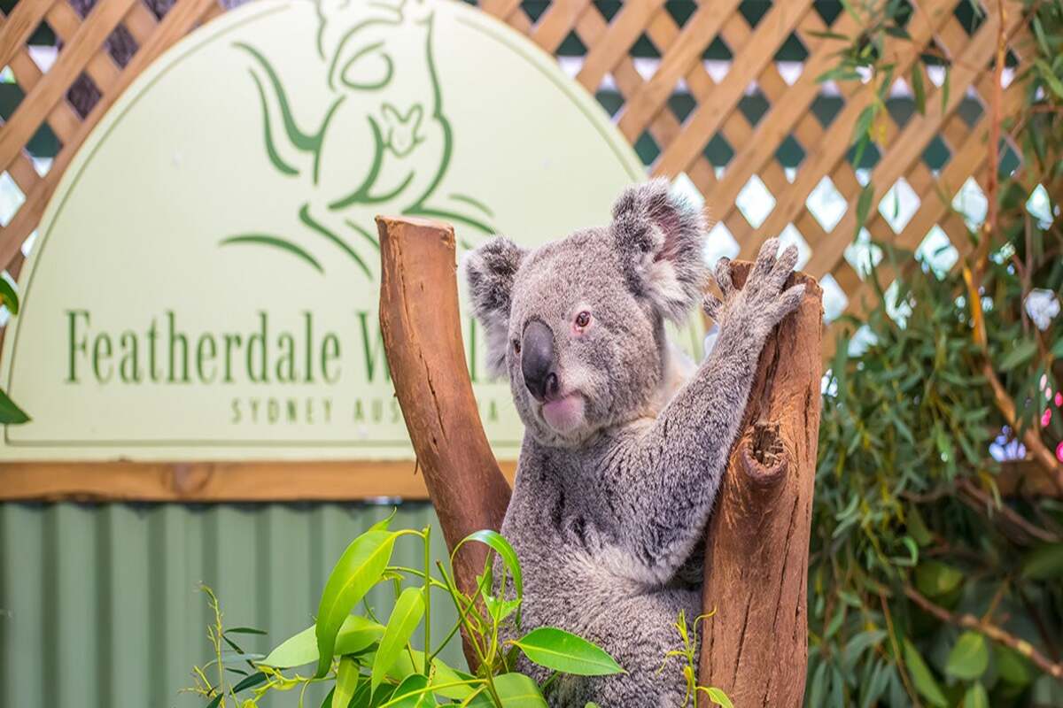 KOALA
